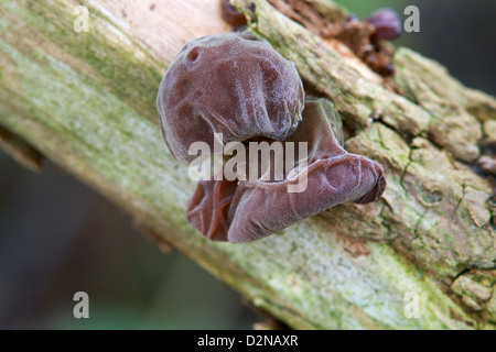 Jew's Ear (Jelly Ear) Auricularia auricula-judae fruiting bodies growing on Elder Stock Photo