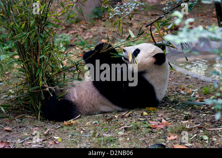a panda bear munching bamboo, chengdu, china Stock Photo