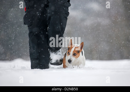 Jack Russell terrier dog walking with owner in the snow during snowfall in winter Stock Photo
