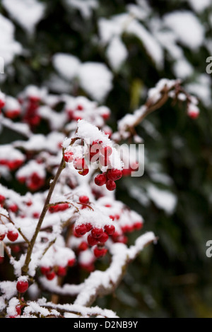 Cotoneaster berries in the snow. Stock Photo