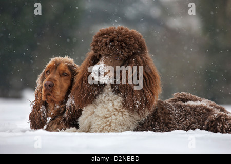 English Cocker Spaniel dog and standard poodle in the snow during snowfall in winter Stock Photo