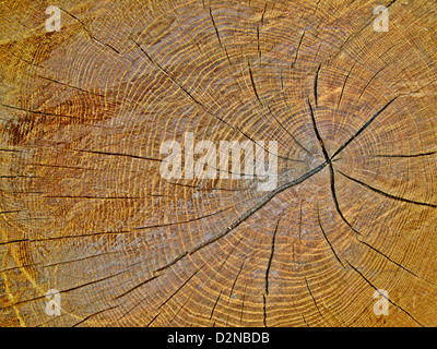 sawed-off tree trunk of an oak tree with annual rings Stock Photo