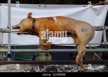 A young suckling pig being roasted on a rotating spit over hot coals at a BBQ Stock Photo