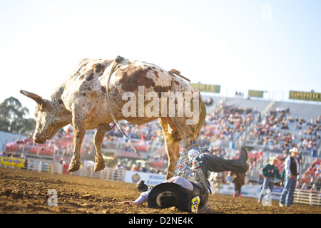 A cowboy lands on the ground after being bucked off by a broncing bull Stock Photo