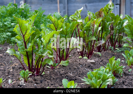 Beetroot plants, variety Boltardy, growing in garden Stock Photo