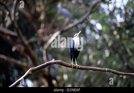 Australia, wildlife, native birds, pied Heron (Ardea picata). Stock Photo