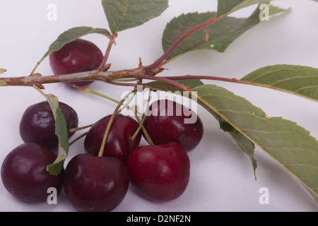 photo of sweet cherries on a white background Stock Photo
