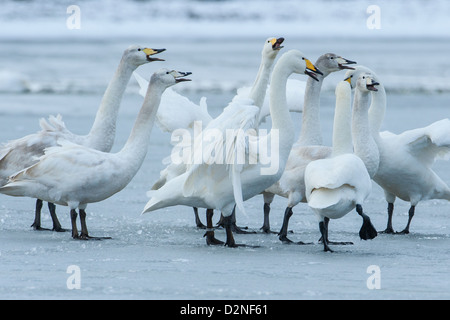 Group of Whooper Swans (Cygnus cygnus) displaying on ice, Welney, Norfolk Stock Photo