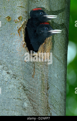 Schwarzspecht, Jungvoegel - Black Woodpecker, young • Baden-Wuerttemberg, Deutschland Stock Photo