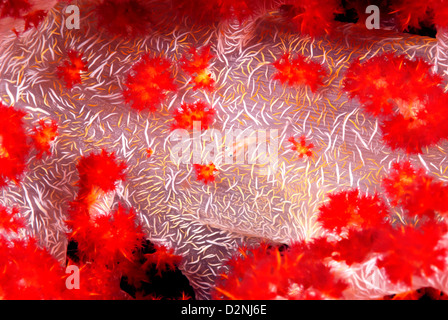 Soft Coral Goby Bryaninops yongei on Soft Coral Dendronephthya Loloata, Central Provence, Papua New Guinea, Coral Sea Stock Photo