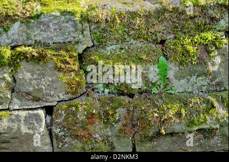 Moss and lichen covered dry stone wall Stock Photo