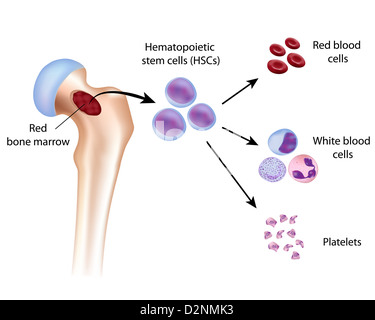 Blood cell formation from bone marrow Stock Photo