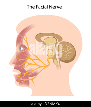 The facial nerve Stock Photo