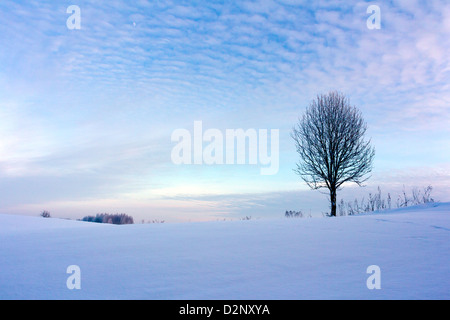 Tree on snow covered field with sunset sky. Stock Photo