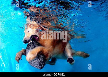 Golden Retriever Dog (Canis lupus familiaris) swimming in a pool and playing with his Toy Stock Photo