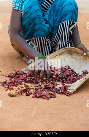 Rural Indian village woman collecting Dried red chilies in a weaved tray after drying in the sun. Andhra Pradesh, India Stock Photo