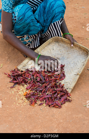 Rural Indian village woman collecting Dried red chilies in a weaved tray after drying in the sun. Andhra Pradesh, India Stock Photo