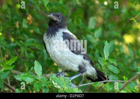 Baby Hooded Crow, Crow Corvus, or Hoodiecrow (Corvus cornix), Yermakov island, Ukraine Stock Photo