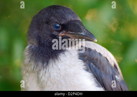 Baby Hooded Crow, Crow Corvus, or Hoodiecrow (Corvus cornix), Yermakov island, Ukraine, Eastern Europ Stock Photo