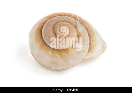 brown sea snail shell Stock Photo