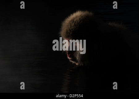 Japanese macaque (Macaca fuscata) portrait, backlit,  in a hot spring, Jigokudani Monkey Park, Nagano, Japan Stock Photo