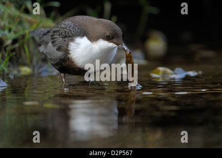 Dipper foraging in water with reflection. Stock Photo