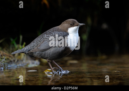Dipper standing in water. Stock Photo