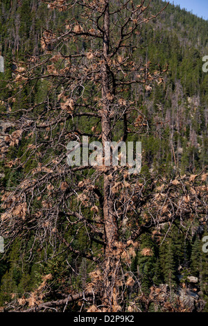 Forest Insect Outbreak The Mountain Pine Beetle outbreak in Montana's Beaverhead-Deerlodge ...