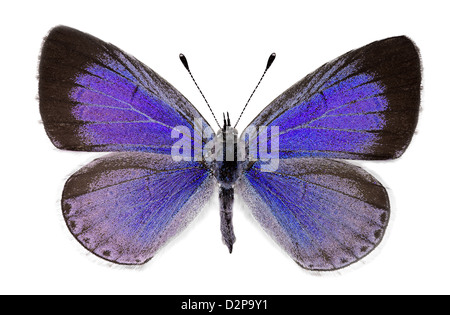 Holly blue (Celastrina argiolus), female Stock Photo