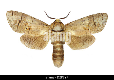 Goat moth (Cossus cossus) isolated on white background Stock Photo