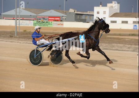 Horse trotting racing, Mahon, Menorca Spain Stock Photo