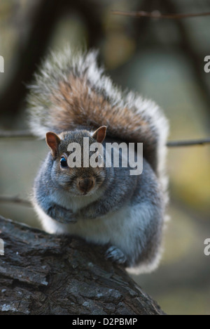 Grey Squirrel (Sciurus carolinensis) Portrait Stock Photo