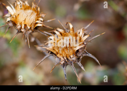 Dried Milk Thistle Crowns, (Blessed Milk Thistle, Our Lady's Thistle) - Silybum marianum, Carduus marianus. 'Mariendistel'. Stock Photo