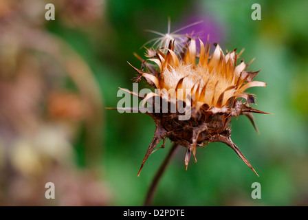 Silybum marianum, Carduus marianus - Dried Milk Thistle Crown. Also known as Blessed Milk Thistle, Our Lady's/St Mary's Thistle. Stock Photo