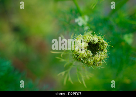 Ammi visnaga also known as Toothpick Weed and Blütenball - Closeup of new flower head (seed pod) beginning to open Stock Photo