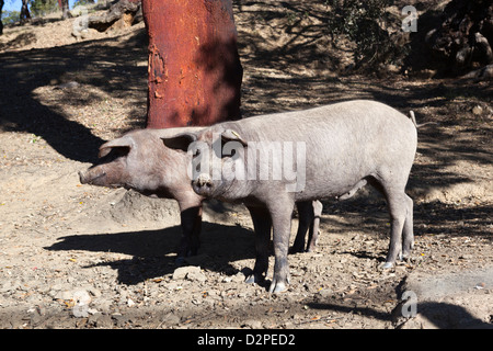 Iberian black pigs Stock Photo