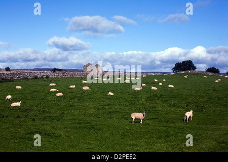 Sheep grazing in a field beside Flint Lane on the slopes of Penhill Beacon above West Witton Wensleydale Yorkshire Dales England Stock Photo