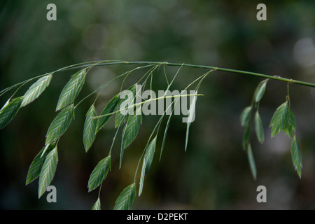 walking stick insect on grass camouflage Ohio Stock Photo: 53354899 - Alamy