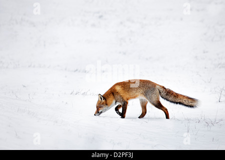 Hunting Red fox (Vulpes vulpes) following scent trail by prey in snow covered grassland in winter Stock Photo