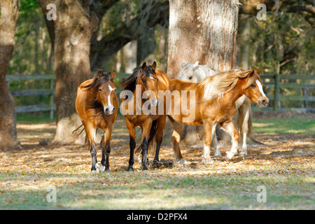 Four small Welsh pony mares seek shade under a large tree. Stock Photo