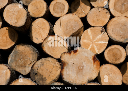 Heitersheim, Germany stacked tree trunks Stock Photo