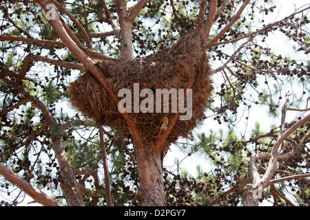 Hamerkop Bird Nest, Scopus umbretta, Scopidae. Kenya, Africa. Stock Photo