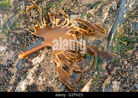 A piece of kelp / seaweed washed up on a rock Stock Photo