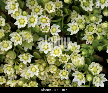 Rosularia, Rosularia sedoides var. alba, Crassulaceae. Himalayas. Stock Photo
