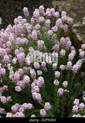 Stonecress, Aethionema pseudarmenum, Brassicaceae (Cruciferae). Turkey. Stock Photo