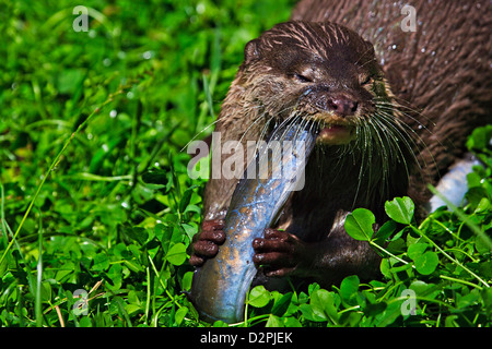 Oriental small clawed Otter, Aonyx cinerea, at the Auckland Zoo, Auckland, North Island, New Zealand. Stock Photo