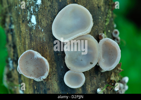 Jew's ear fungi Stock Photo