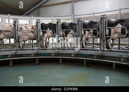 Dairy cows standing together for milking Stock Photo