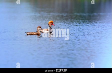 Red-crested Pochards,migratory, bird, Diving duck, Rhodonessa rufina, swimming in water, copy space Stock Photo