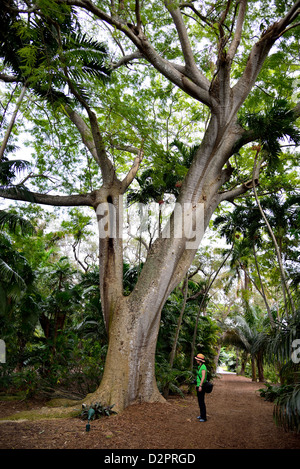 A giant fig tree at the Fairchild Botanical garden. Coral Gables, Florida, USA. Stock Photo